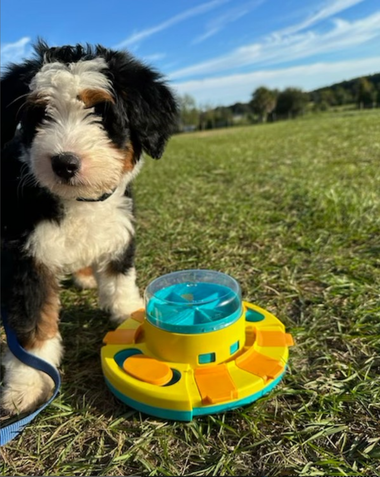 Puppy Training